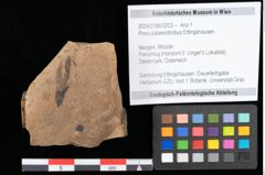 Foto (Objekt + Etikett) von Pinus palaeostrobus Ettingshausen (NHMW-GEO-2024-0188-0203)